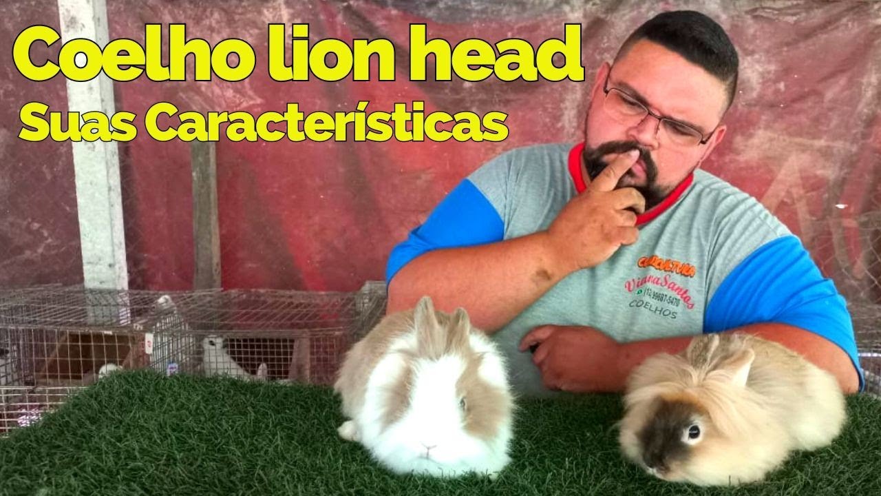 Coelho Mini Lion Head