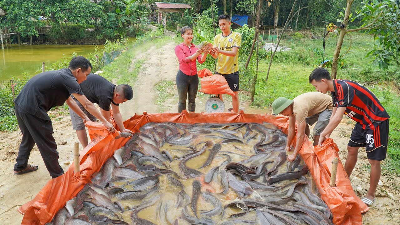 Harvesting A Lot Of Fish At Deep Mud Pond Sell For Villagers, Catch Fish _Ly Tieu Toan