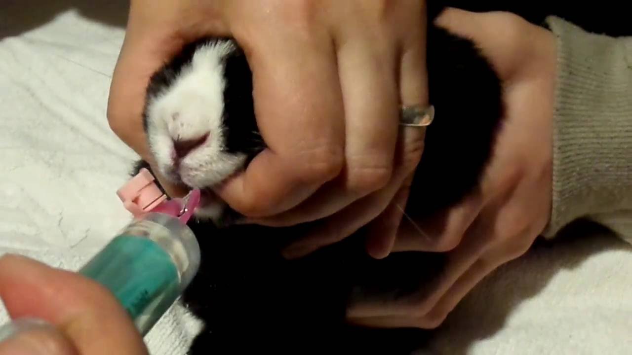 Kaninchen (16.10.16) 01 Jilliel Zahntasche sp&uuml;len