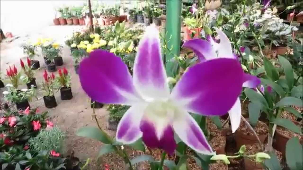 FLORES DE COSTA RICA