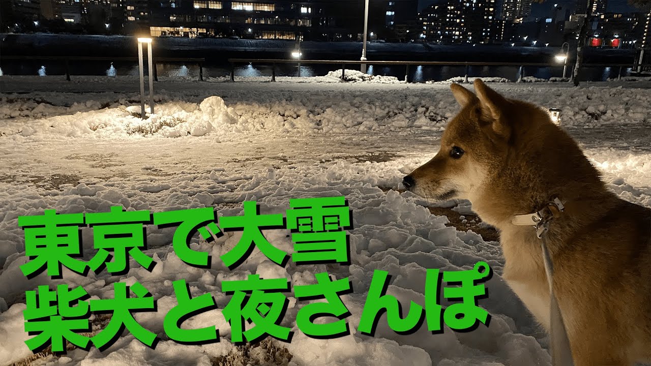 柴犬と雪が積もる夜の東京を散歩したら…？【東京で4年ぶりの大雪警報】