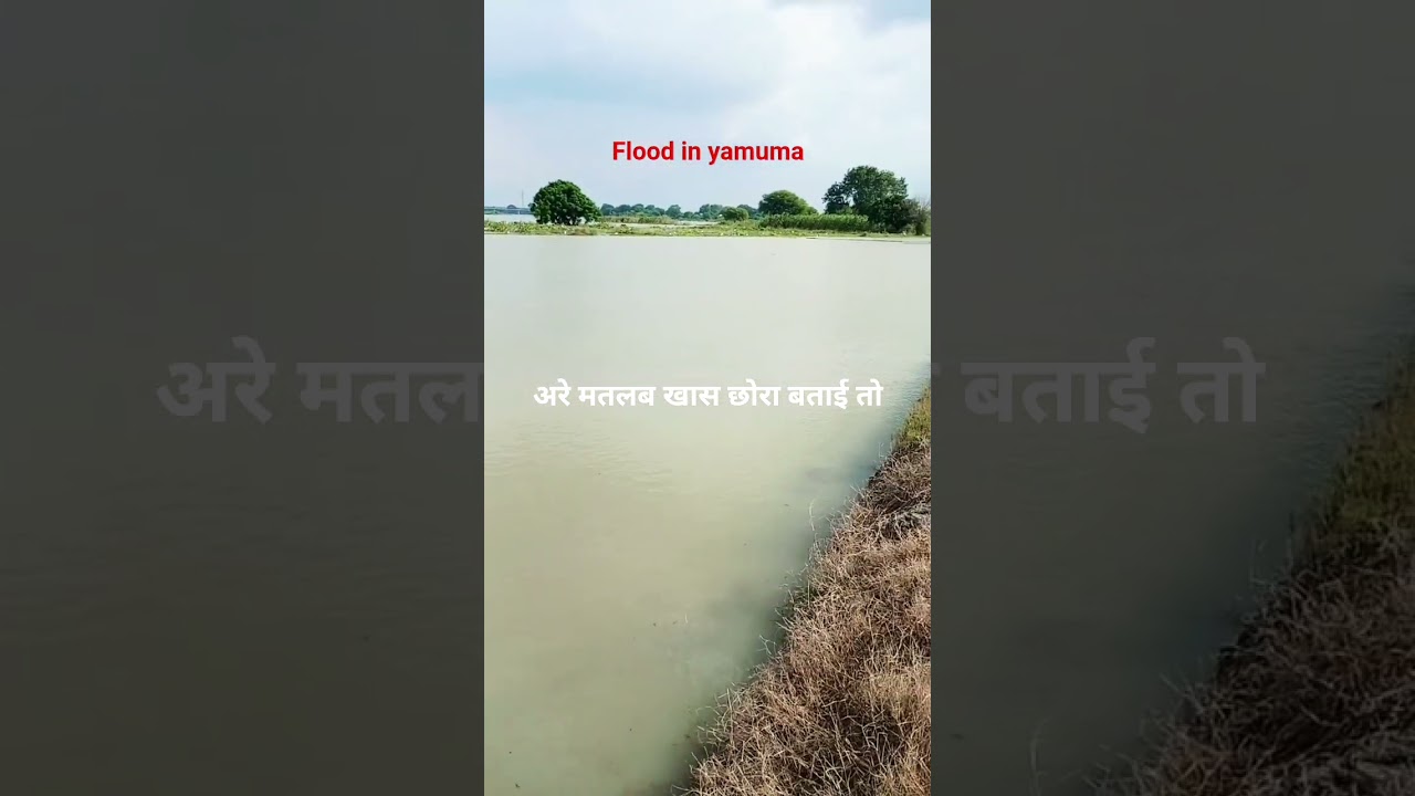 Flood in yamuma river 💔🌧️🌾😭 #flood #farmers #youtubefeed #youtubeshorts #shorts #viral