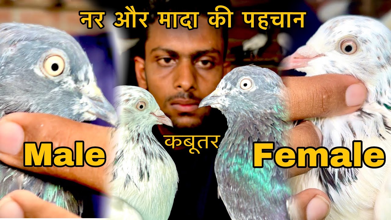 Easy way to identify male and female pigeons || Easy way to identify male and female pigeons