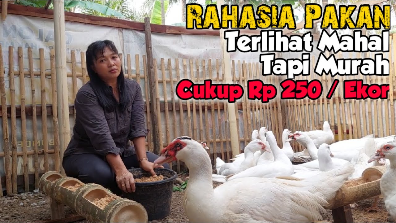 RAHASIA PAKAN ENTOK JUMBO RUMAHAN OMSET JUTAAN ! TERLIHAT MAHAL TAPI MURAH MENGUNTUNGKAN