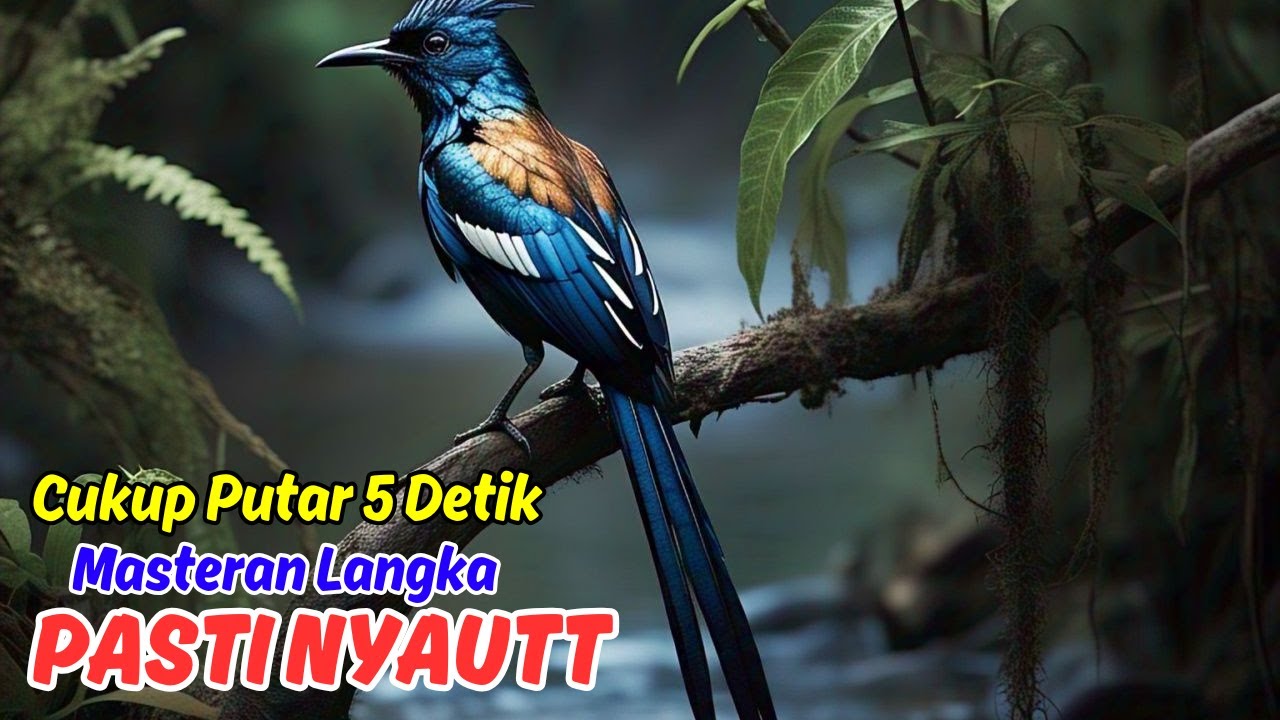 Suara Emas Murai Batu - Masteran Gacor!