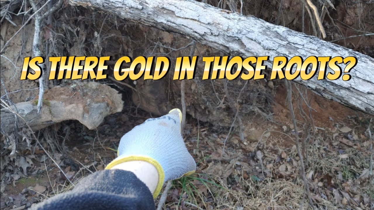 Sampling some dirt from tree roots. Is there any gold?