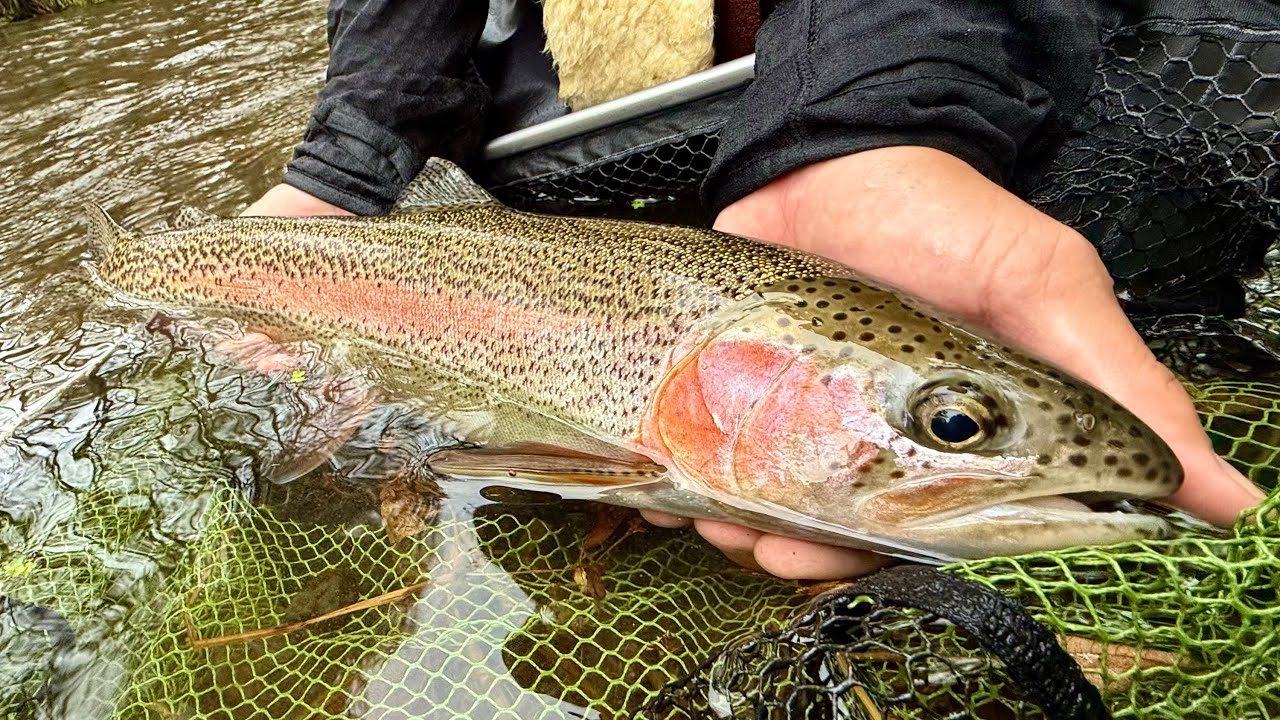 Fly Fishing in Hokkaido Japan 2024