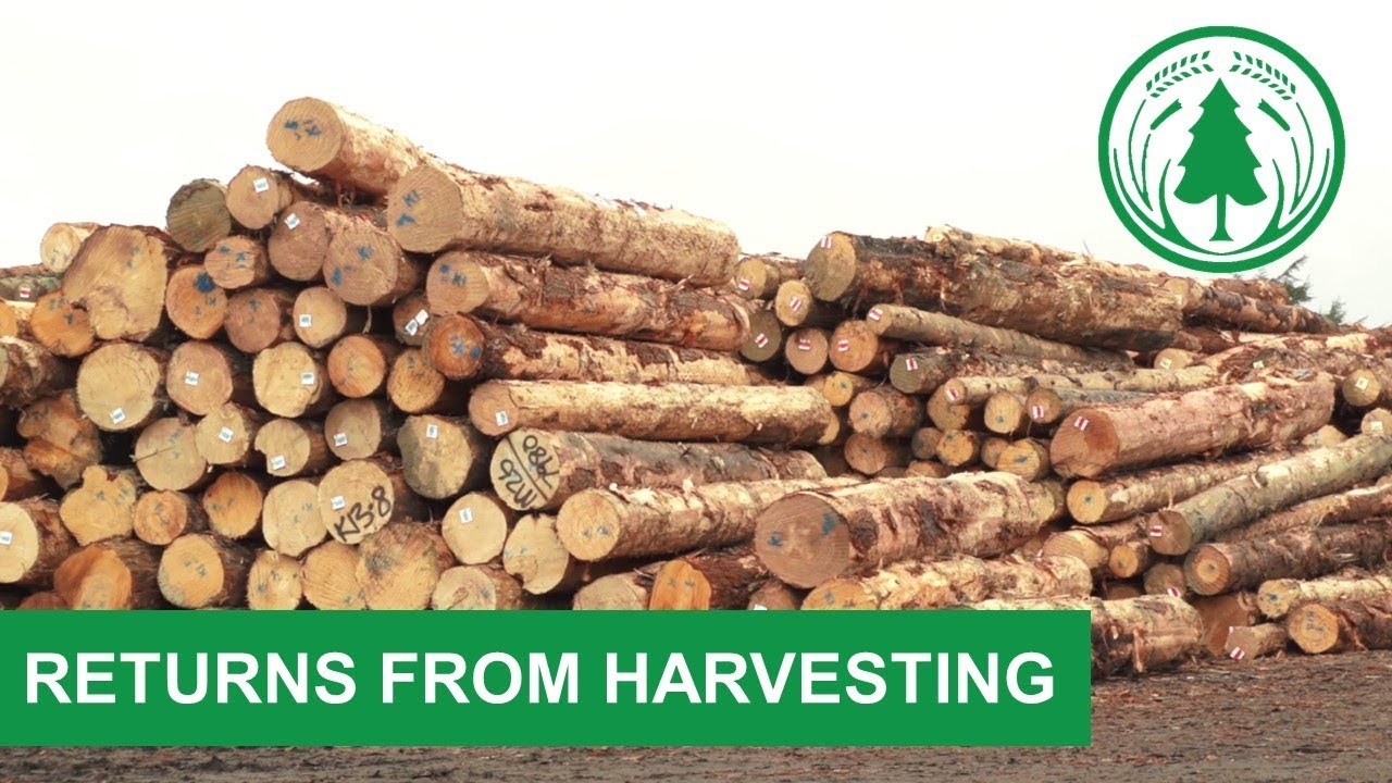 Returns from Harvesting Forestry in New Zealand