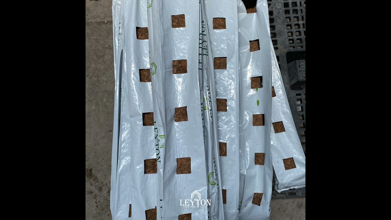SLABS DE COCO CON PLANTA