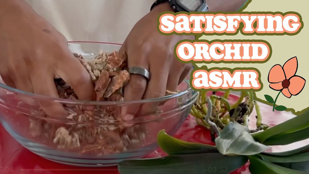 Peaceful Orchid Repotting | ASMR for Plant Lovers