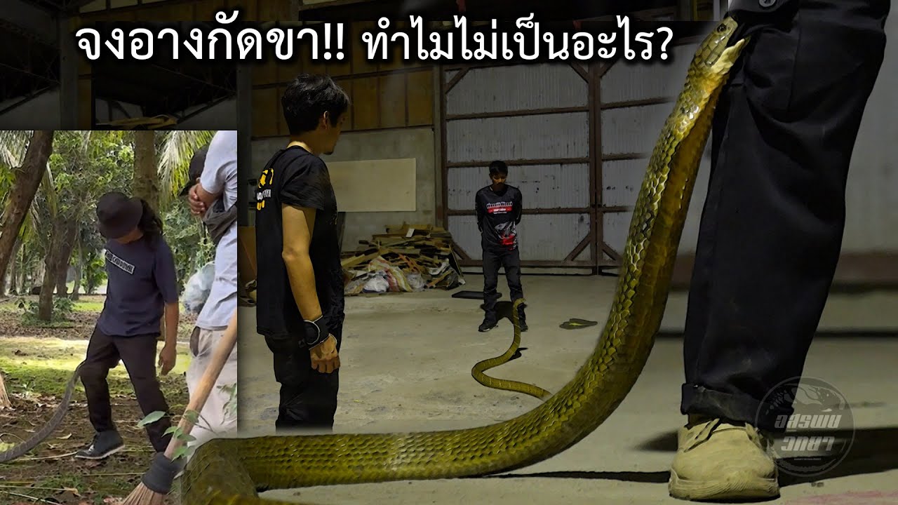 จงอางกัดขา!! ทำไมไม่เป็นอะไร? อสรพิษวิทยา EP.297