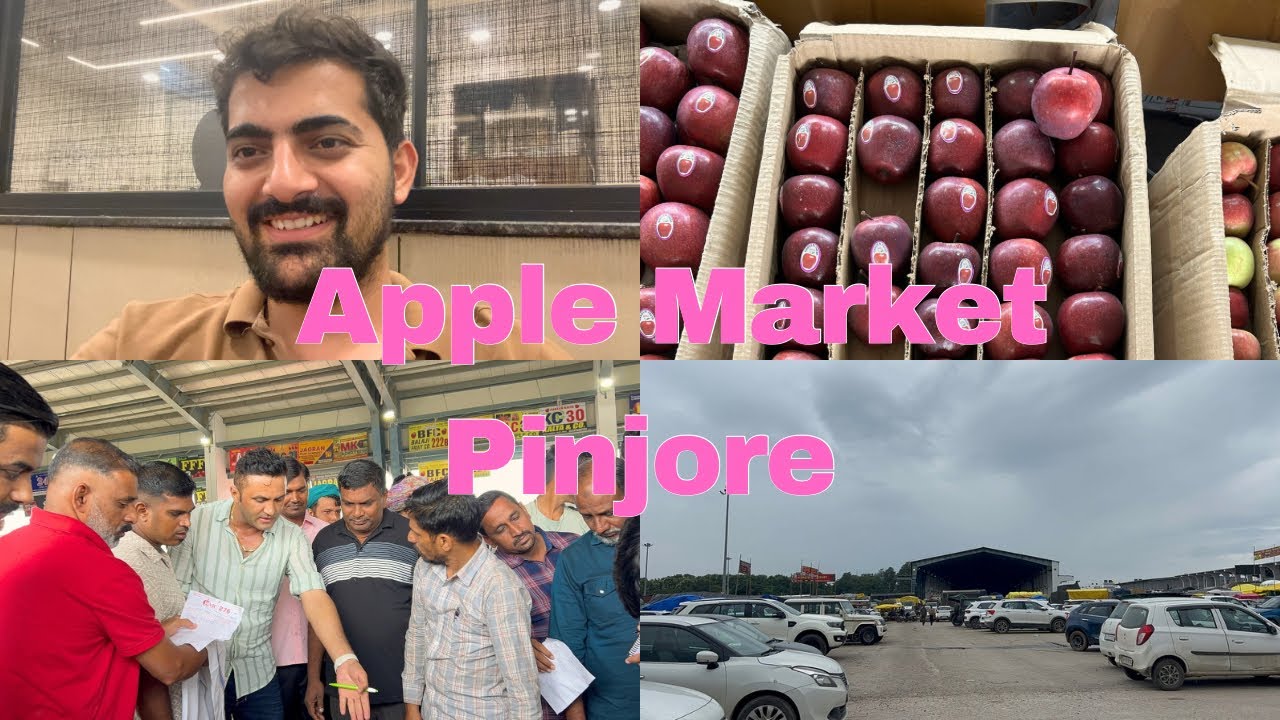 Asia’s Largest Apple Market || Apple Fruit & Vegetable Market Pinjore || Himachal Apples || BMC 276🍎
