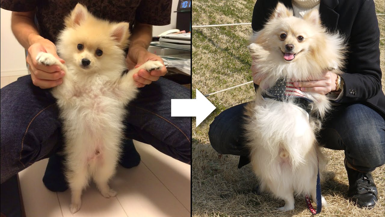 【成長記録】ポメラニアンの愛犬が子犬から成犬になるまでの成長記録