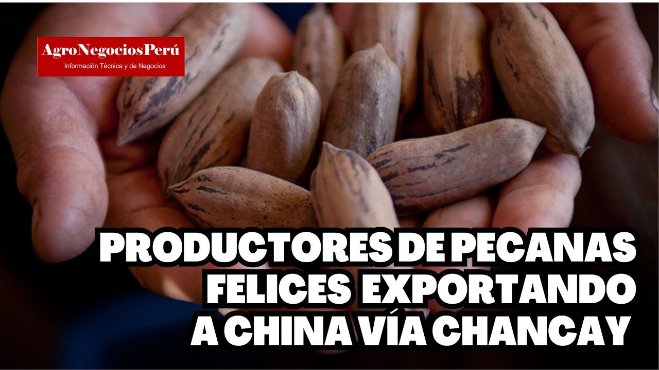 China paga buen precio por la pecana, duplica el del año pasado. Próxima estrella de la exportación