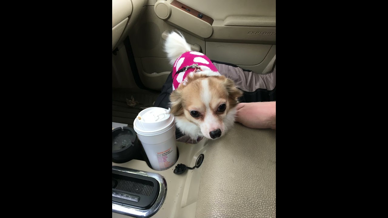 Meet Lillie 🐾 The Sweetest Little Soul on the Internet ❤️