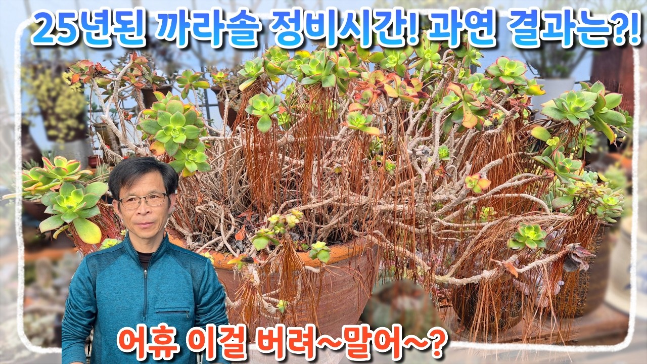 25년 세월이 무색하게 망가진 까라솔...😱 버릴까 말까 고민 끝에 내린 결정🌱