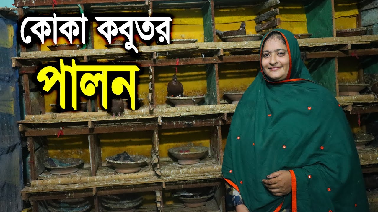সৌখিন নারী উদ্যোক্তা জলি আপার দেশি কোকা কবুতর পালন।Deshi Koka Pigeon Farming