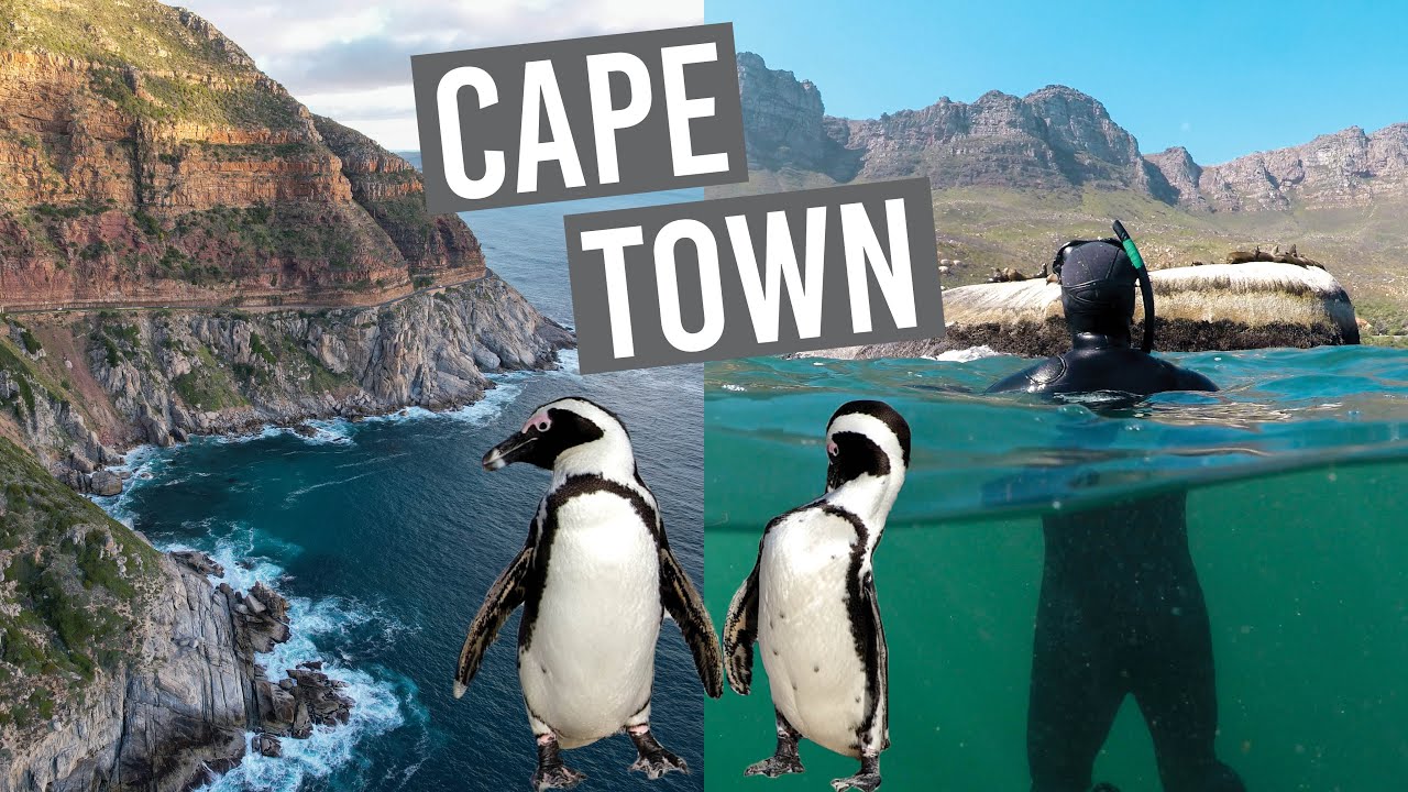Snorkeling with Seals // Cape Town, South Africa