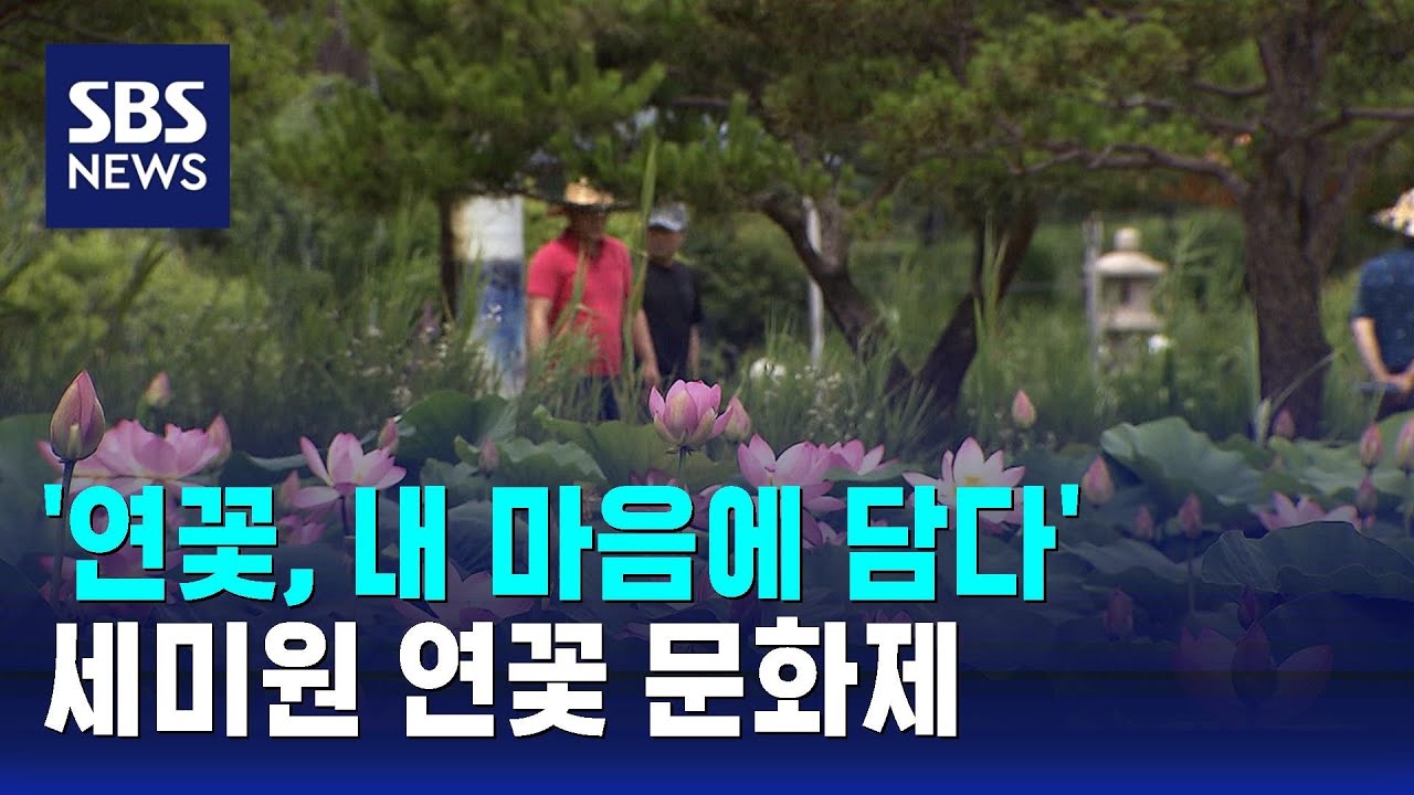 '연꽃, 내 마음에 담다'…세미원 연꽃 문화제 / SBS / 문화현장