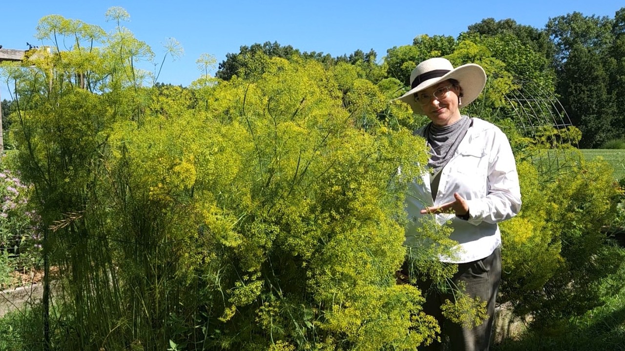 Dill a versatile herb and spice with numerous health benefits and a host plant for caterpillars