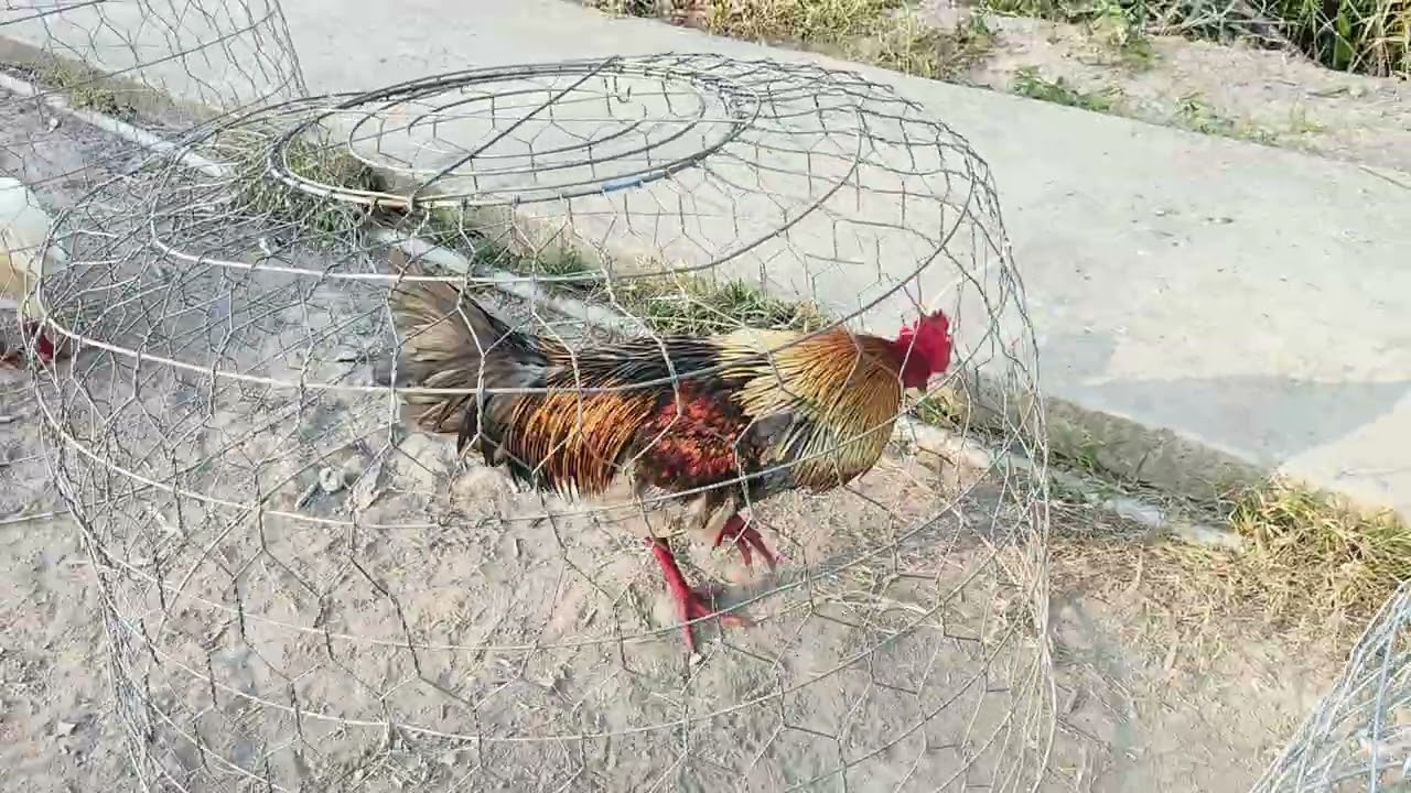 8/2 Ae hợp LH:@9.76.73.84.42.top 4 em 🐔 đón xuân 