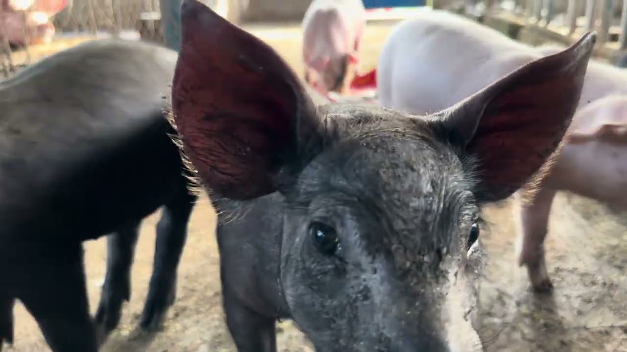 Pig Farm: After Feeding Just Sleepy#animals #pig #pigfood #piggyroblox #piggy #videotrending 