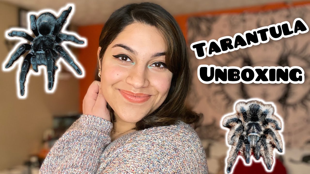 TARANTULA UNBOXING | Brazilian Black Tarantula & Curly Hair Tarantula