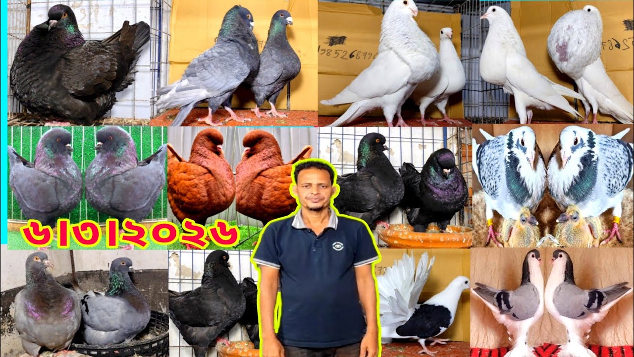 সাদা স্প্যানিশ কবুতরের দাম জানুন।। লাহোরি কবুতরের দাম কত।। মাত্র ৫০০ টাকা পিস রেসার কবুতর কিনুন
