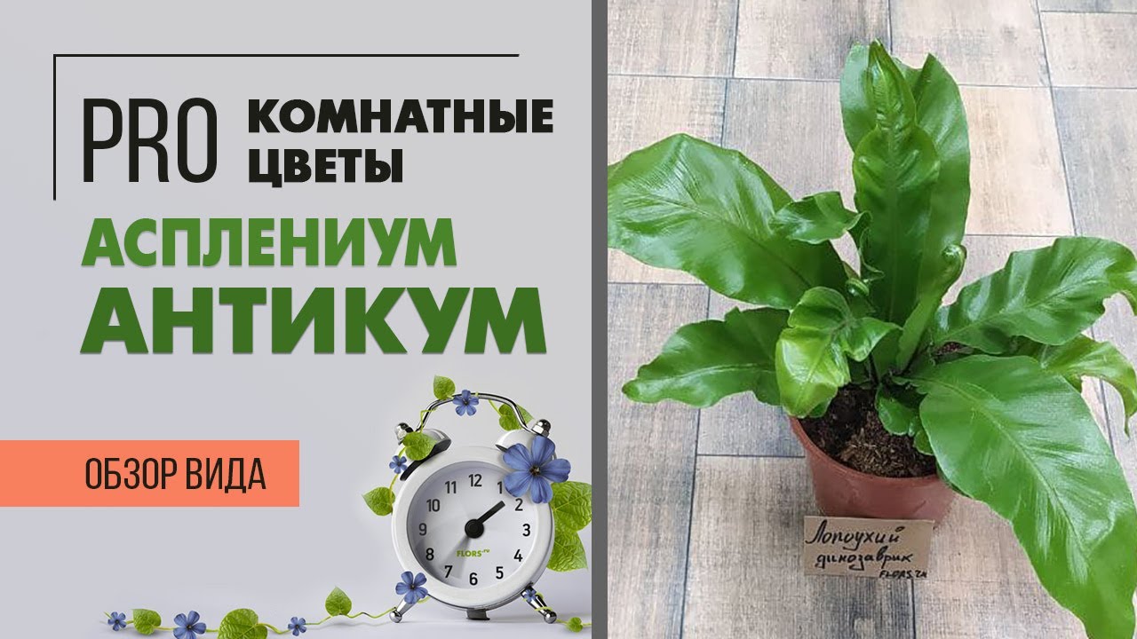 Асплениум Антикум - комнатный папоротник | Костенец | Обзор комнатных растений