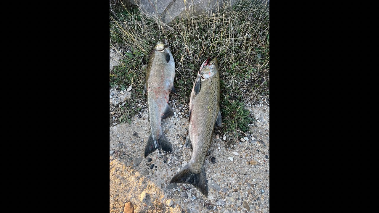 Salmon Fishing in Michigan Harbors