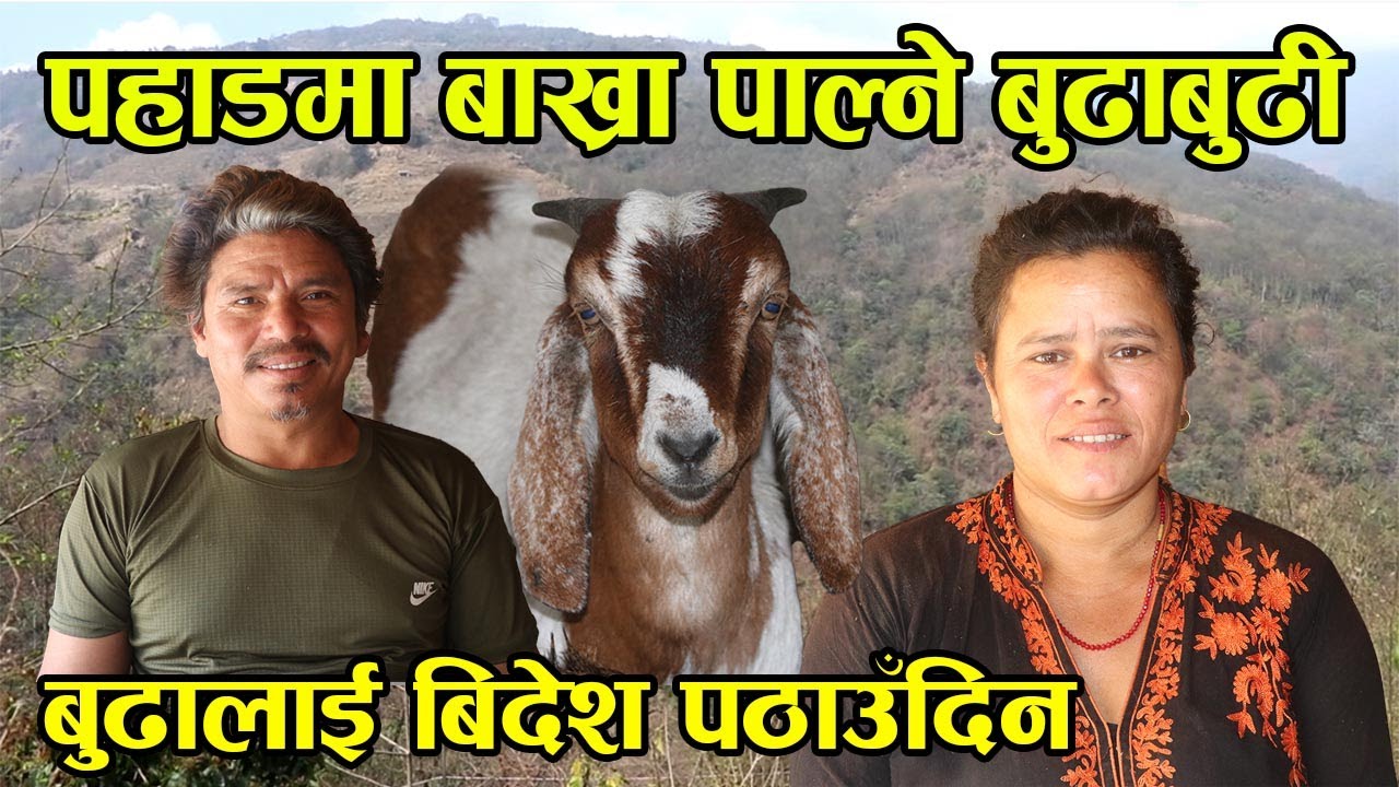 बिदेश नगईकन नेपालमै बाख्रा पालेका बुढाबुढी भन्छन् 