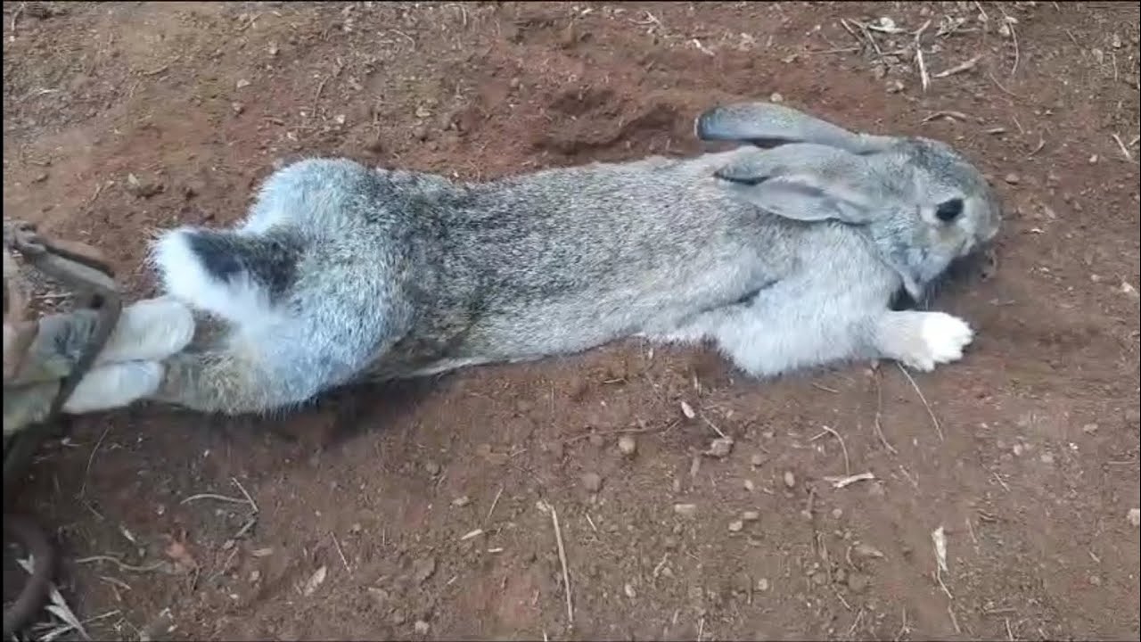 اسهل طريقة  لصيد  الأرنب في ملعب الأرانب بالكمشة  The easiest way to catch a rabbit
