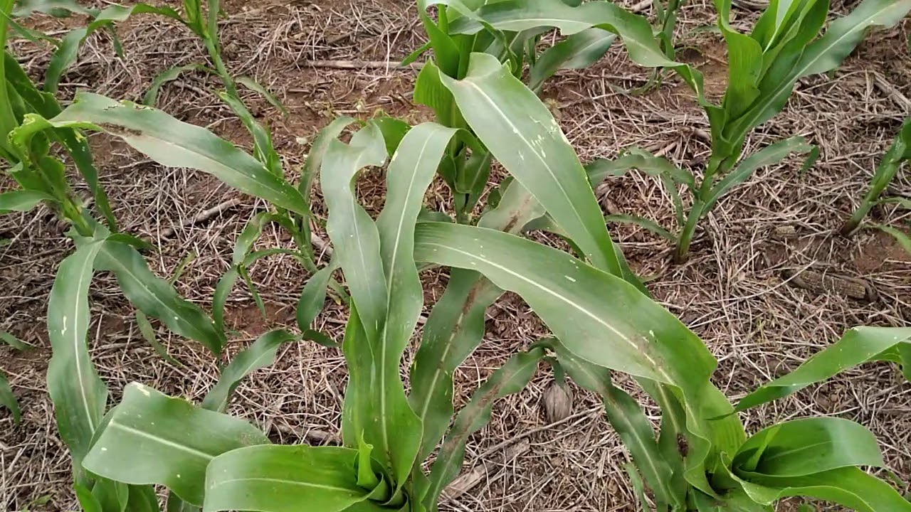 Pulverizando baixa vazão