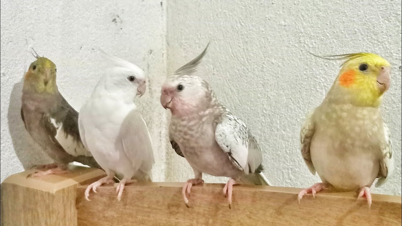 VOLTEI!! - ENCONTRO DE CALOPSITAS!!