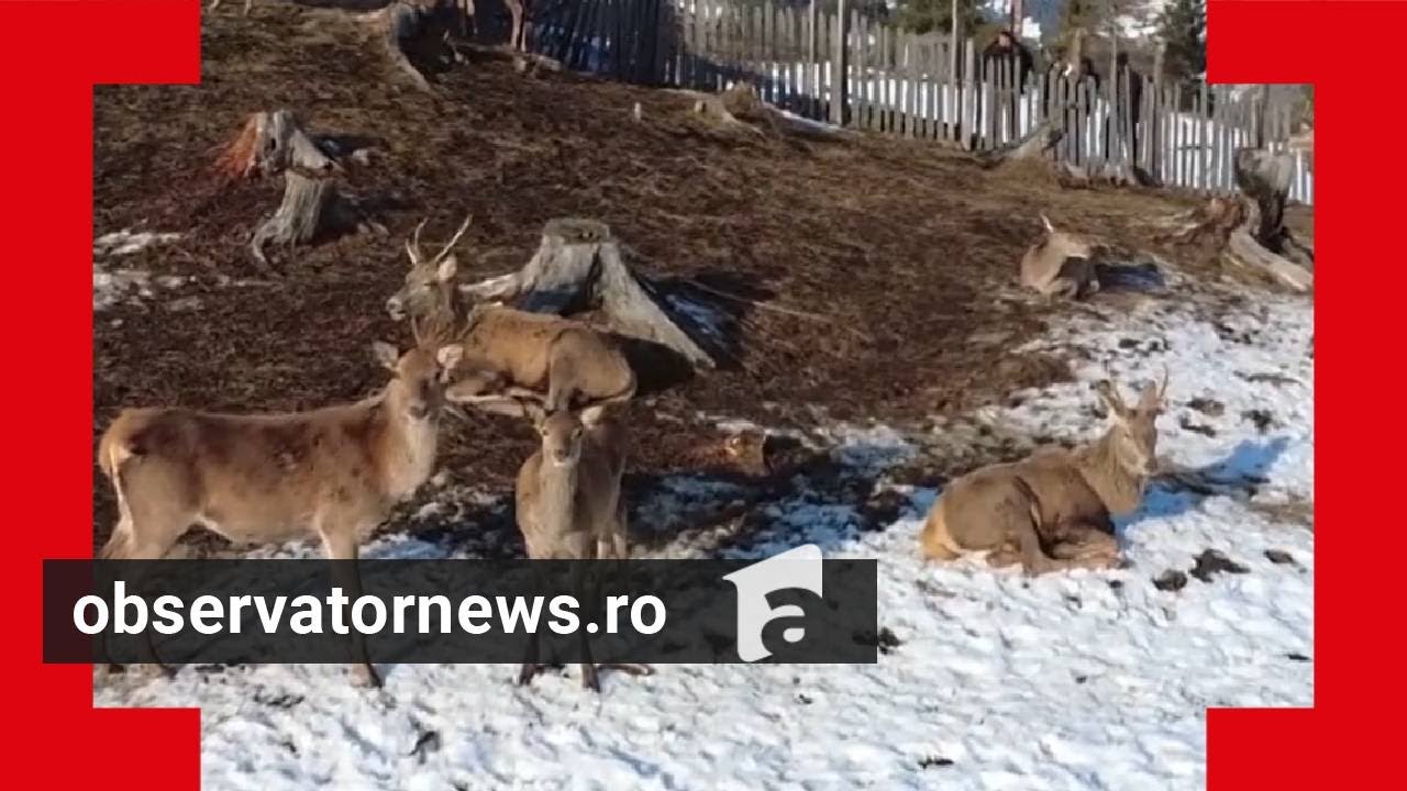 Turist, după ce ajunge la crescătoria de cerbi din Suceava: 