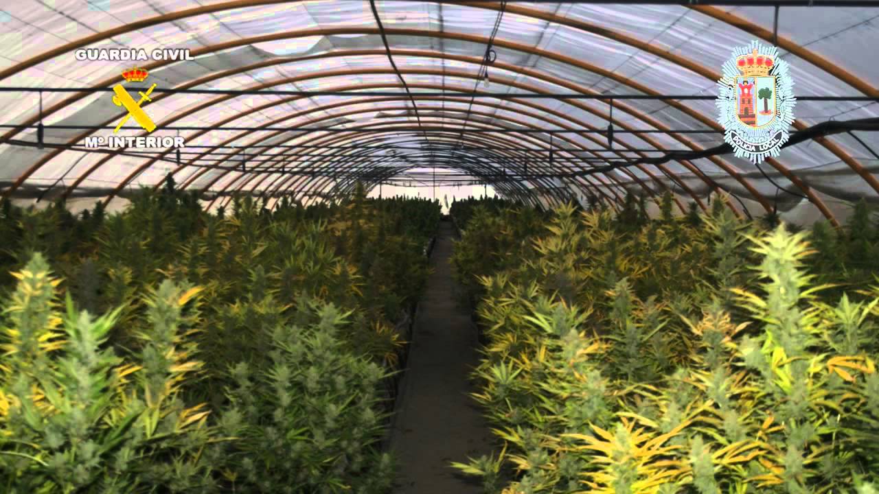 RECORD MARIJUANA CROP SEIZURE IN SPAIN