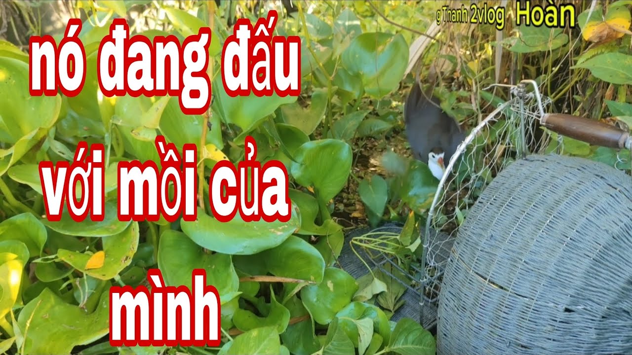 lâu lắm rồi mới đem em mồi mình đi vợt với mấy con bổi lại em nó mới thay lông xong 
