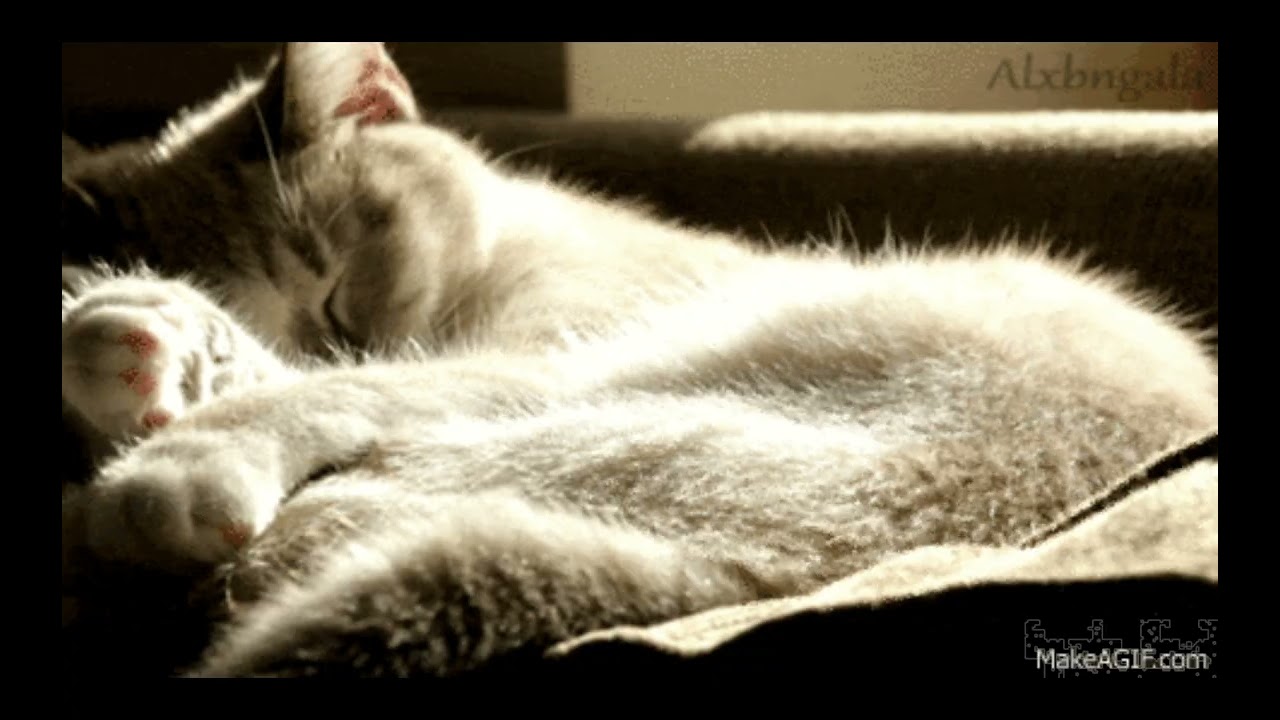 眠る猫と、何もしない静かな時間       #眠る猫,#猫動画,#癒しの時間,#静かな夜,#何もしない時間,#大人の癒し,#ヒーリング動画,#リラックス,#睡眠用