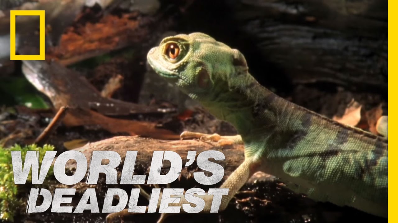 Meet the Jesus Christ Lizard | World's Deadliest