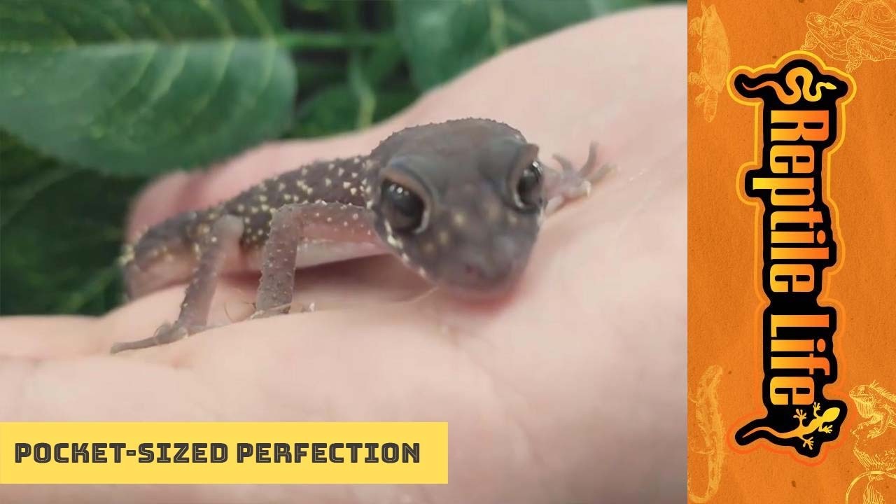 Gorgeous Little Thick Tailed Gecko | Reptile Life Ferntree Gully