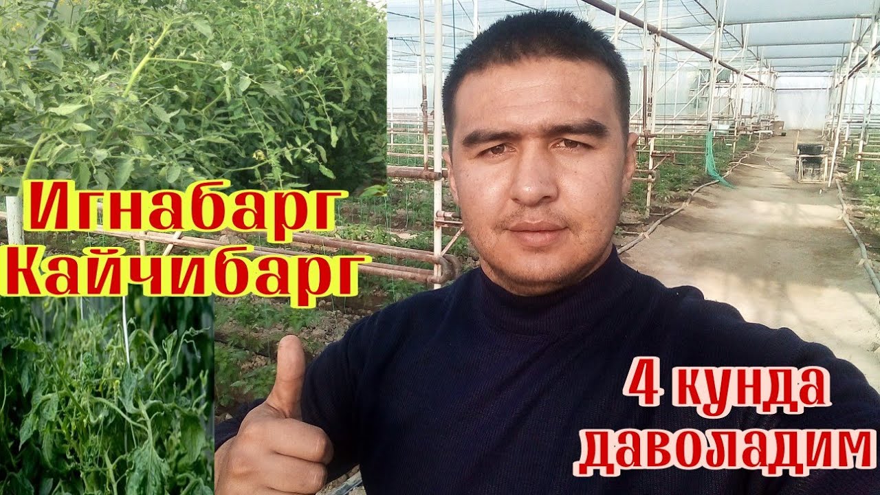 ПОМИДОР БАРГЛАРИ ИГНАБАРГ БУЛЯПТИ ДАВОЛАШ УСУЛИ ЭНГ АРЗОН ВАРИАНТИ