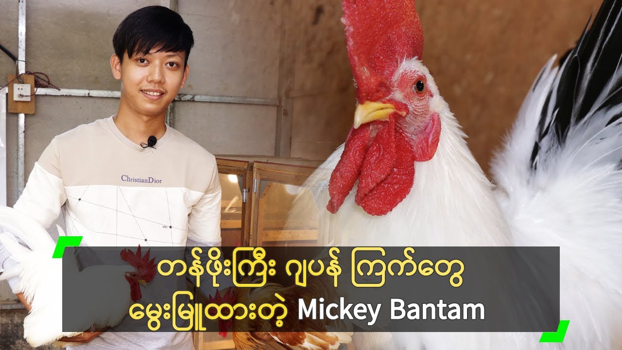 တန်ဖိုးကြီး ဂျပန်ကြက်တွေ မွေးထားတဲ့ Mickey Bantam
