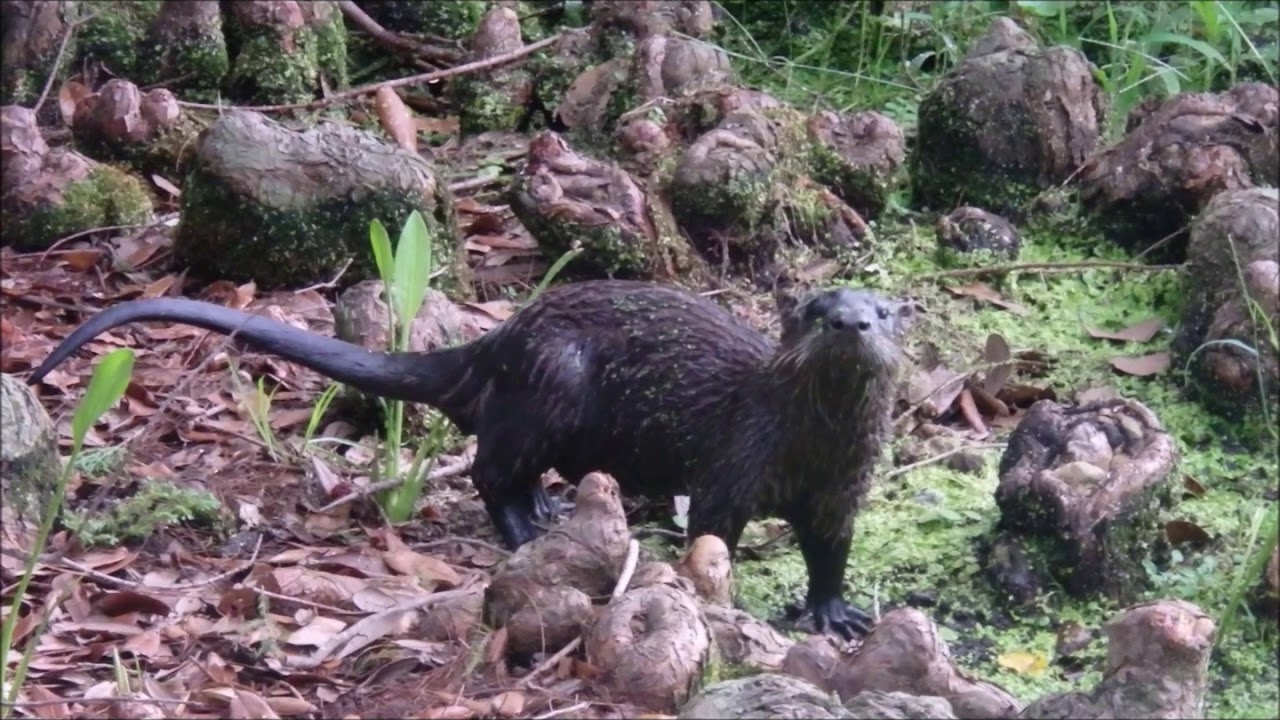 River Otters Eating a Turtle   /    Su Samuru Kaplumbaga Yiyor