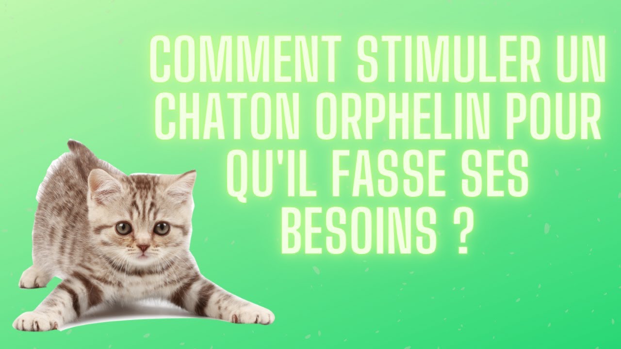 Comment stimuler un chaton orphelin pour qu'il fasse ses besoins ? + astuce sac kangourou