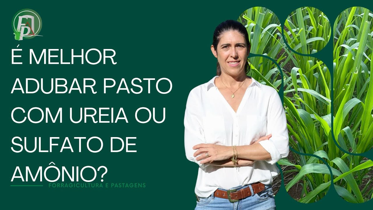 É MELHOR ADUBAR PASTO COM UREIA OU SULFATO DE AMÔNIO? 