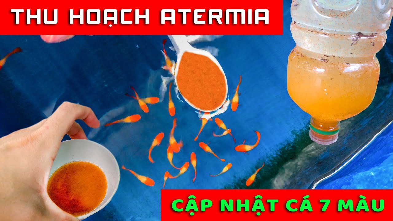 CẬP NHẬT KHU NUÔI CÁ 7 MÀU - THU HOẠCH ATERMIA CHO CÁ 7 MÀU ĂN