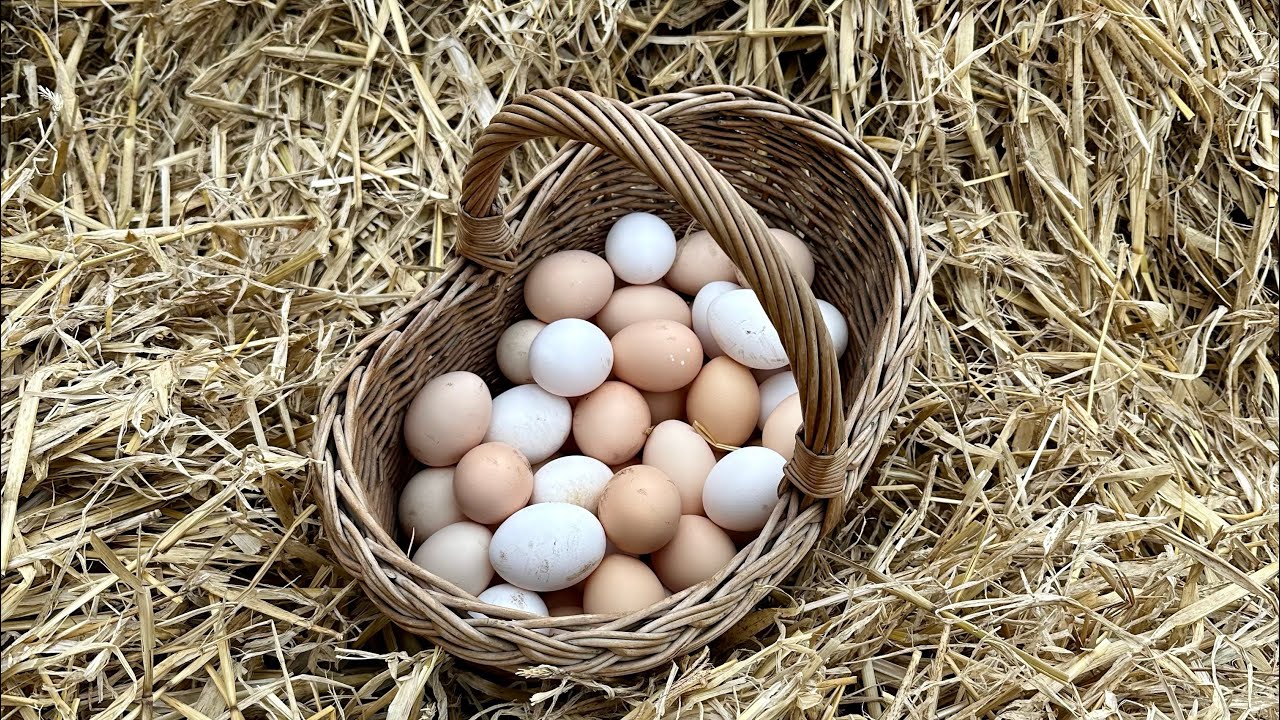 Czy i dlaczego warto hodować kury ? 🐓