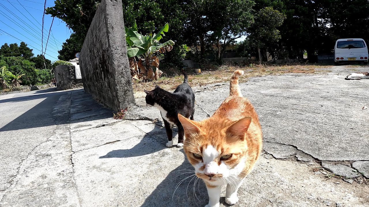 リラックスできる音楽と猫。睡眠音楽。やっぱり猫が好き。野良猫の日常