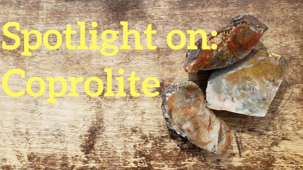 Spotlight on: Coprolite