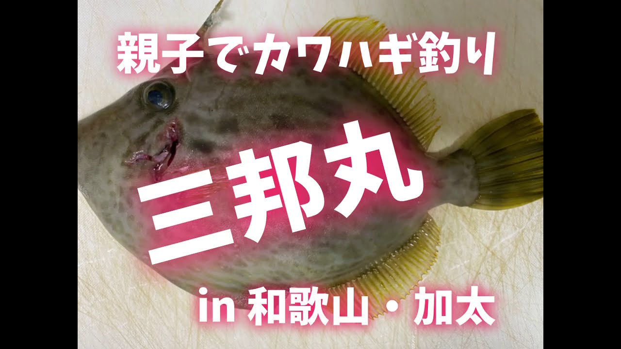カワハギ釣り 三邦丸 in和歌山